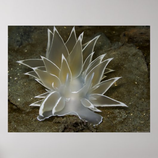 アラバスターNudibranch (Dirona albolineata)ポスター ポスター (正面)