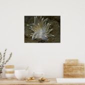 アラバスターNudibranch (Dirona albolineata)ポスター ポスター (キッチン)