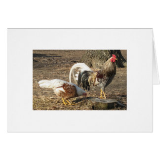 アラバマの青い荒石のずっと尾闘鶏