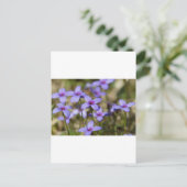 アラバマワイルドフラワーチニーブラット – ホストニアプシラ ポストカード (スタンド正面)