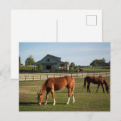 アラバマ州の牧場の馬 ポストカード (正面/裏面)