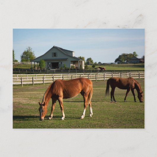 アラバマ州の牧場の馬 ポストカード (正面)