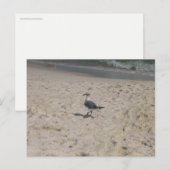 アラバマ州ガルフショアーズの海岸の鳥の写真 ポストカード (正面/裏面)
