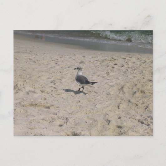 アラバマ州ガルフショアーズの海岸の鳥の写真 ポストカード (正面)