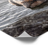 アラバマ州ドーフィン島のビーバー ポスター (角)