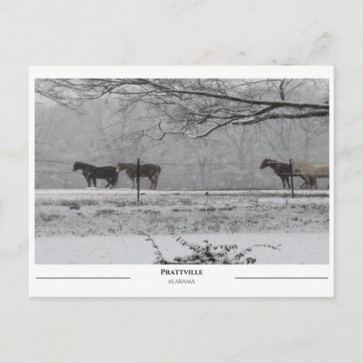 アラバマ州プラットビル ポストカード (正面)