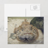 アラバマ海の命#3はがき ポストカード (正面/裏面)