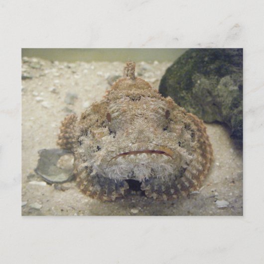 アラバマ海の命#3はがき ポストカード (正面)