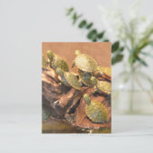 アラバマ赤いベリーズ亀2 （アラバマ） ポストカード (スタンド正面)