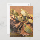 アラバマ赤いベリーズ亀2 （アラバマ） ポストカード (正面/裏面)