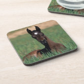 アラビアに子馬の置くこと コースター (左側)