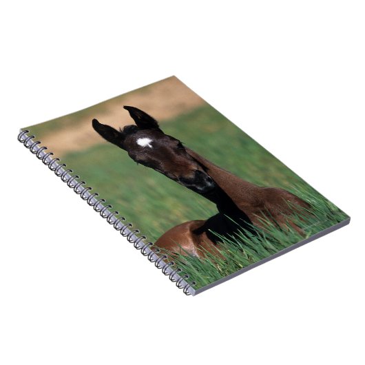 アラビアに子馬の置くこと ノートブック (右側)