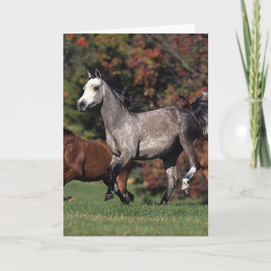 アラビアに馬の走ることのグループ カード (正面)