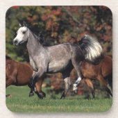 アラビアに馬の走ることのグループ コースター (正面)