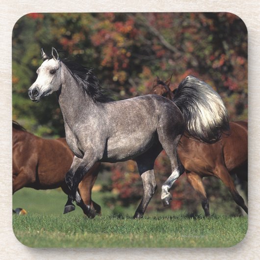 アラビアに馬の走ることのグループ コースター (正面)