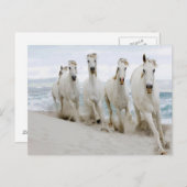 アラビアのサラブレッド海表示 ポストカード (正面/裏面)