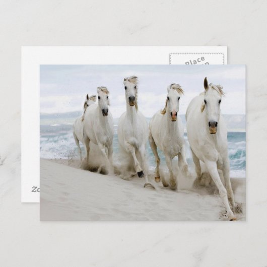 アラビアのサラブレッド海表示 ポストカード (正面/裏面)