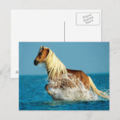 アラビアのサラブレッド馬 ポストカード (正面/裏面)