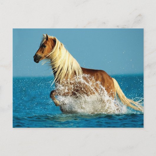 アラビアのサラブレッド馬 ポストカード (正面)