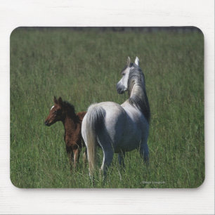 アラビアのロバ及び子馬 マウスパッド
