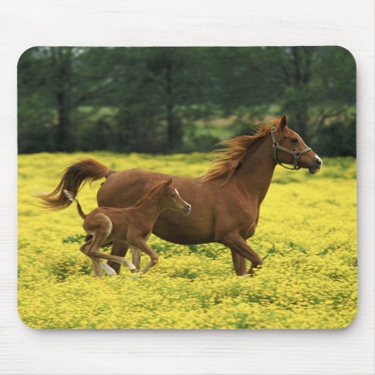 アラビアの子馬と馬が走る マウスパッド (正面)