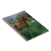 アラビアの子馬の地位 ノートブック (右側)