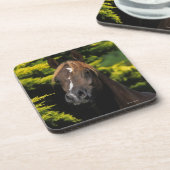 アラビアの種馬 コースター (左側)