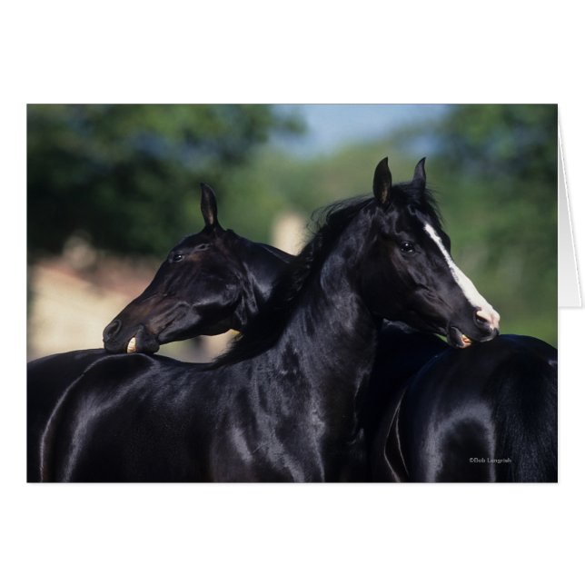 アラビアの馬の負傷 (正面横)