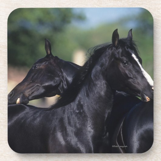 アラビアの馬の負傷 コースター (正面)