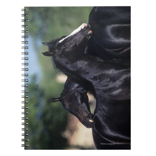 アラビアの馬の負傷 ノートブック (正面)