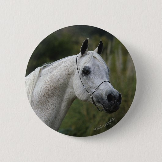 アラビアの馬のHeadshot 1 缶バッジ (正面)