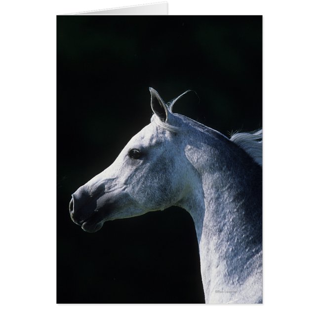 アラビアの馬のHeadshot 2 (正面)