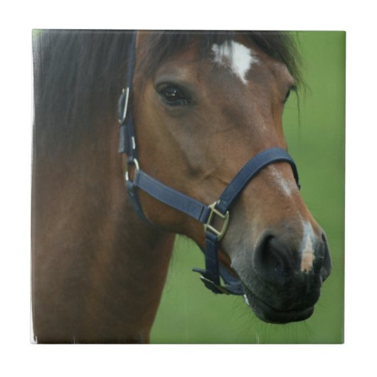 アラビアの馬はタイルを描きます タイル (正面)