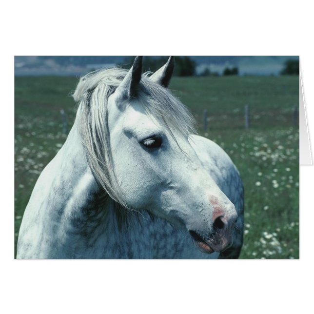 アラビアの馬 (正面横)