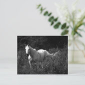 アラビアの馬 ポストカード (スタンド正面)