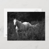 アラビアの馬 ポストカード (正面/裏面)