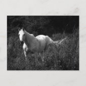 アラビアの馬 ポストカード (正面)