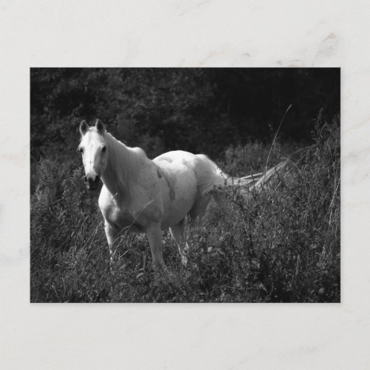 アラビアの馬 ポストカード (正面)