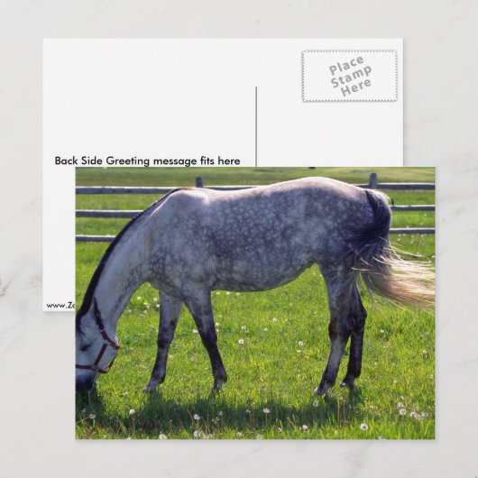 アラビアの馬 ポストカード (正面/裏面)