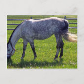 アラビアの馬 ポストカード (正面)