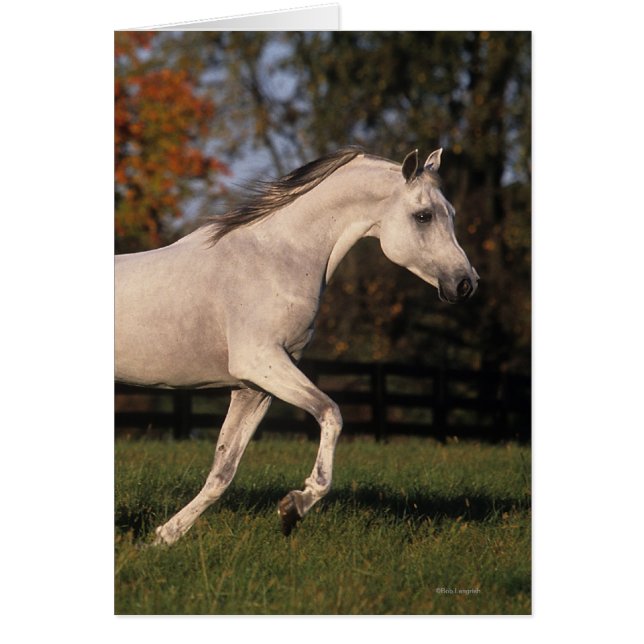 アラビアの馬: 秋2 (正面)