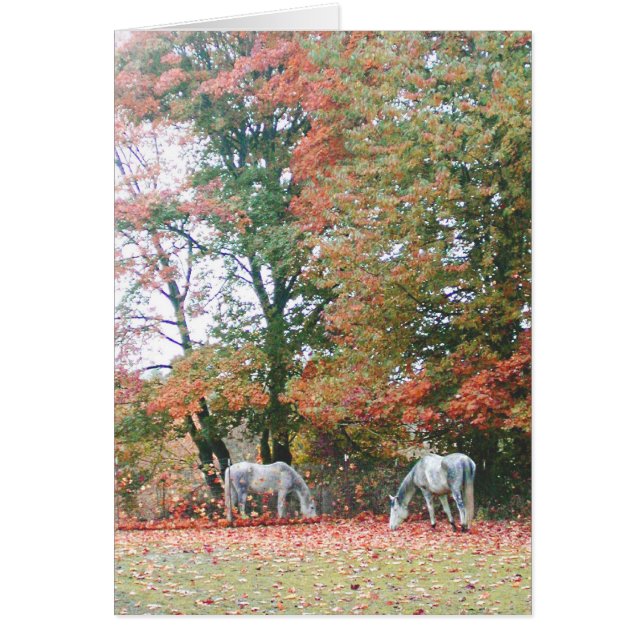 アラビアの馬Chas及びChiaro (正面)