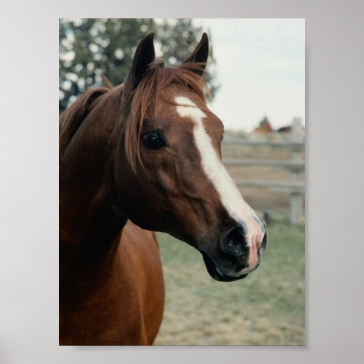 アラビアンアットパスチュール ポスター (正面)