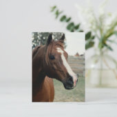 アラビアンアットパスチュール ポストカード (スタンド正面)