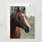 アラビアンアットパスチュール ポストカード (正面/裏面)