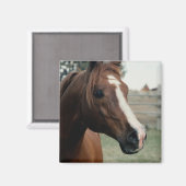 アラビアンアットパスチュール マグネット (正面/裏面)