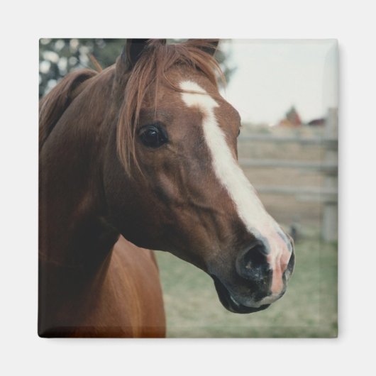 アラビアンアットパスチュール マグネット (正面)