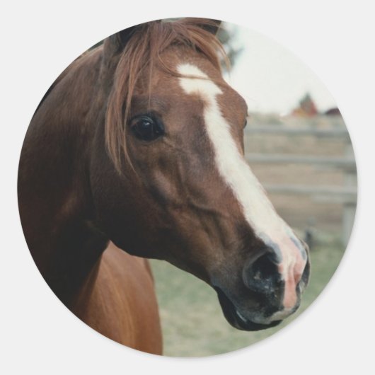 アラビアンアットパスチュール ラウンドシール (正面)