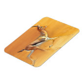 アラビアンガゼル2010 マグネット (左側)