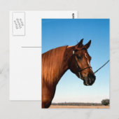 アラビアンショーホース ポストカード (正面/裏面)